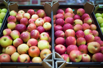 Beautiful fruit background with red apples in a cardboard box