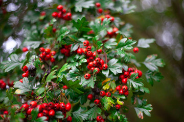 Obraz premium Red hawthorn on a bush. Beautiful berry background. The summer atmosphere is created by green plants.