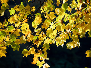 Autumn colour in the English countryside