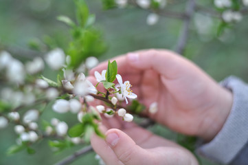 Child hands holding branch of blooming fruit tree