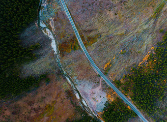 Colorado Aspens in the Fall