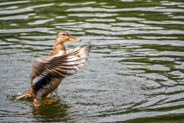 Duck takes off from a pond, wide open wings.