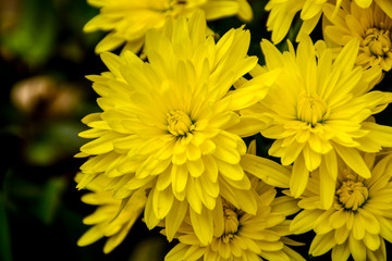 Beautiful autumn chrysanthemum flowers. Park, nature.