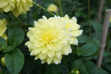 Dahlia Osaka,yellow white flower head