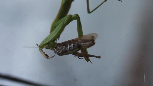 Una Mantide Religiosa divora una cavalletta