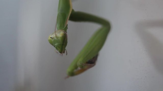 Mantide Religiosa mangia la sua preda