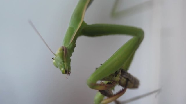 Una mantide religiosa a caccia della sua preda