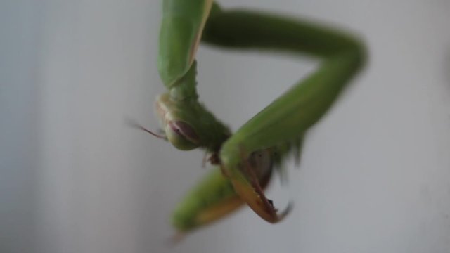 Una mantide religiosa mangia la sua preda