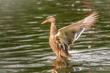 Duck takes off from a pond, wide open wings.