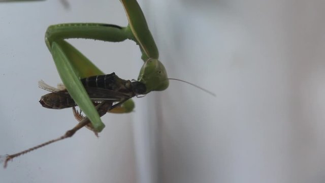 Una mantide religiosa mangia la sua preda