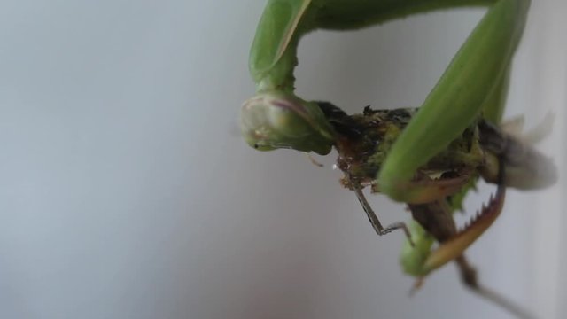 Una cavalletta viene divorata da una mantide religiosa