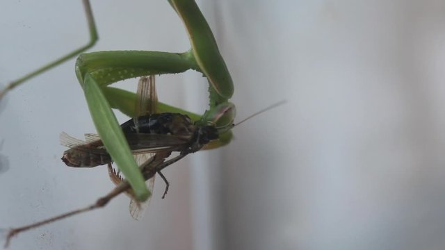Una Mantide Religiosa divora una cavalletta
