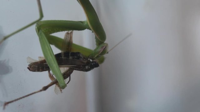 Mantide Religiosa mangia la sua preda