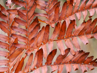 Ferns in Autumn colour 