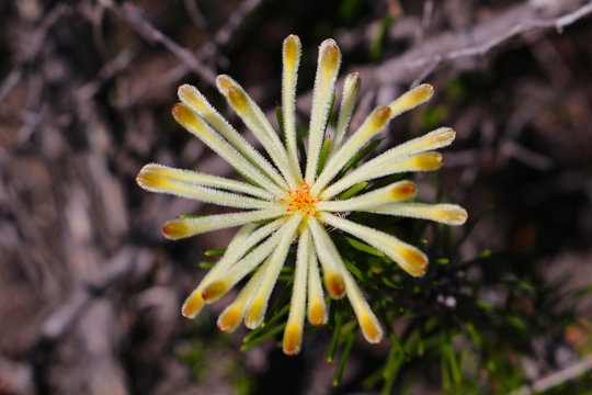 Petrophile axillaris is an evergreen shrub in the family Proteaceae endemic to Western Australia