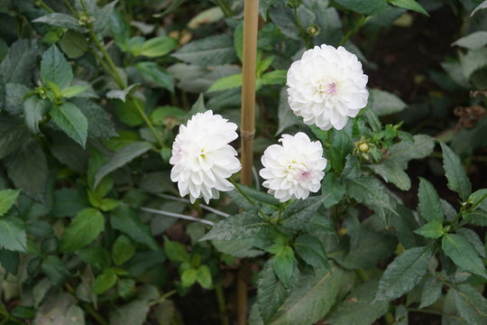 Dahlia,Evelin