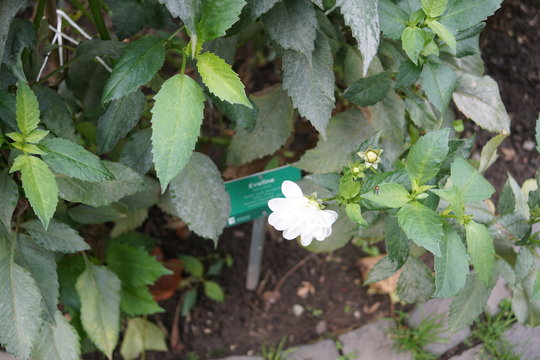 Dahlien,sign Evelin
