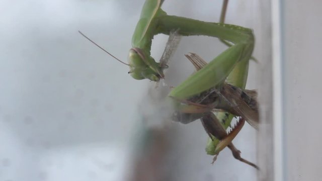 Una Mantide Religiosa divora una cavalletta