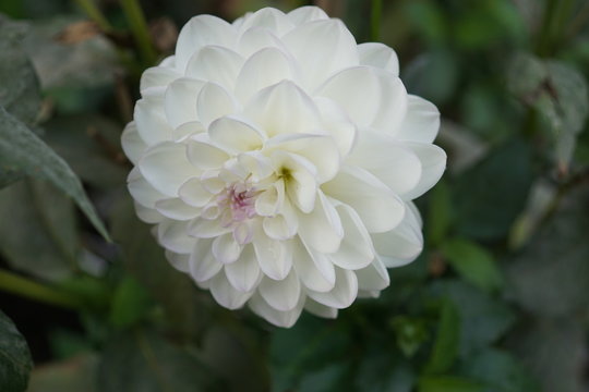 Dahlien,Dahlie Evelin,pink white,