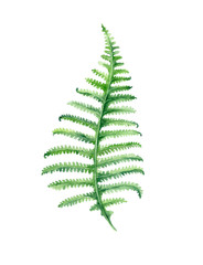 Green fern.Watercolor illustration.