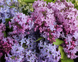 Obraz premium floral background with purple lilac inflorescences close up.