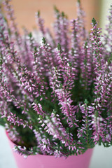 Calluna vulgaris with pink flowers