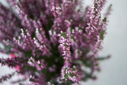 Calluna vulgaris with pink flowers