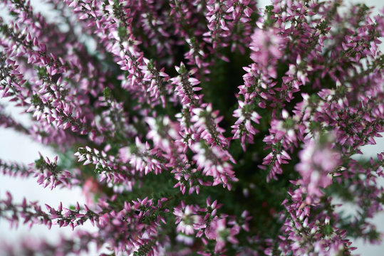 Calluna vulgaris with pink flowers