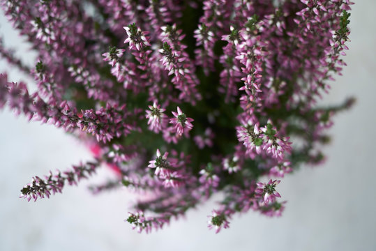 Calluna vulgaris with pink flowers