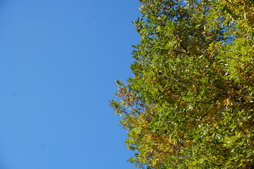 autumn tree branches on sky background