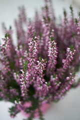 Calluna vulgaris with pink flowers