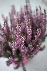 Fototapeta premium Calluna vulgaris with pink flowers