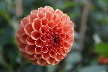 Cornel Brons Dahlie,Dahlia