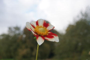 Asahi Chohje,Dahlie,Dahlia, rot,weiß,gestreift,weiß gelbe Mitte