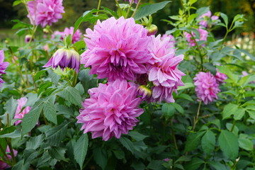 painted girl, Dahlie, Z&uuml;chter unbekannt,