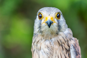 Close-up portrait of beautiful Lesser Kestrel, Latin Falco Naumanni, posing outside, blurred background in moody day. Small bird of Prey. Looking straight