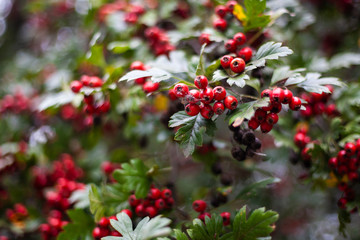 Obraz premium Red hawthorn on a bush. Beautiful berry background. The summer atmosphere is created by green plants.