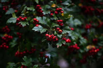 Fototapeta premium Red hawthorn on a bush. Beautiful berry background. The summer atmosphere is created by green plants.