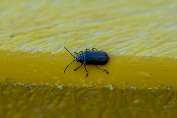 Blue beetle in motion
