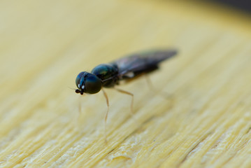 Fly standing on a yellow table