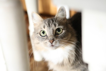 cat on white background