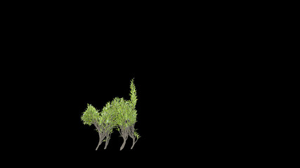 Growing Tree in a shape of a cat. Eco Concept. 3D rendering.