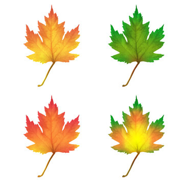 Realistic maple leaves isolated on white background