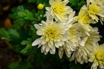 Beautiful autumn chrysanthemum flowers. Park, nature.