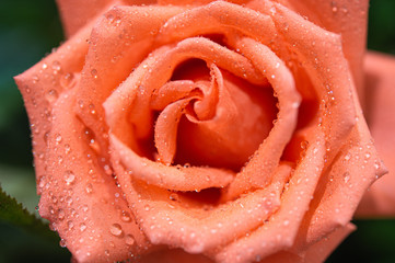 Macro pretty oldrose rose flower with water drops.