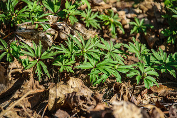green grass foliage textures in nature