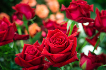 Closeup lovely fresh red roses with green leaves and blurred background.