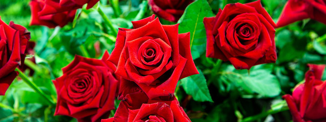 Closeup red roses with green leaves 