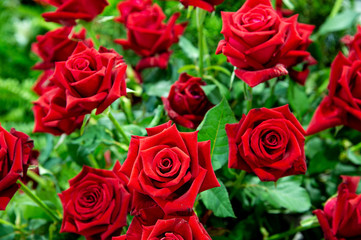 Closeup lovely fresh red roses with green leaves and blurred background.