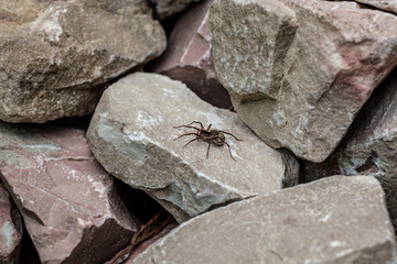 texture with pebble stones